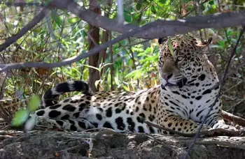 Private Jaguar Safari im Nordpantanal
